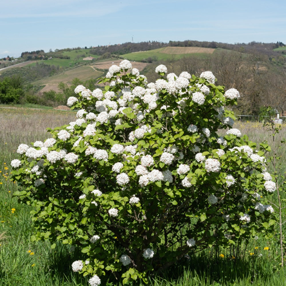 Viorne de Carle - Viburnum carlesii - Plantes