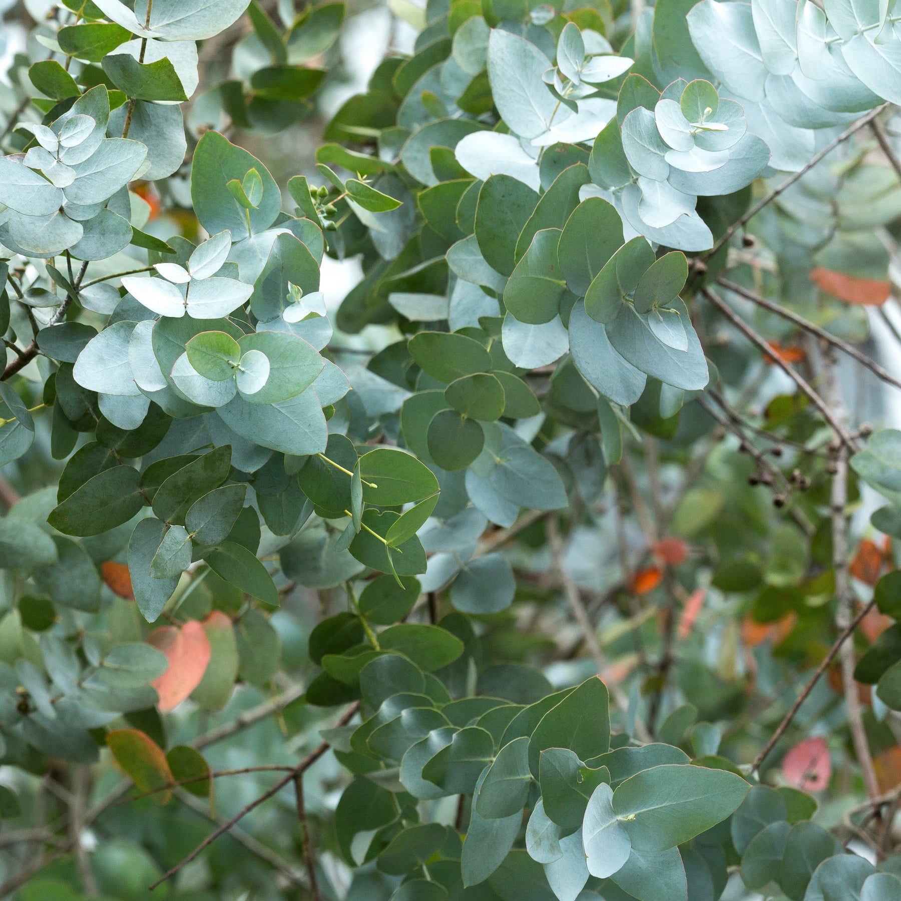 Eucalyptus cinerea Silver Dollar - Eucalyptus cinerea ‘silver dollar’ extra - Plantes