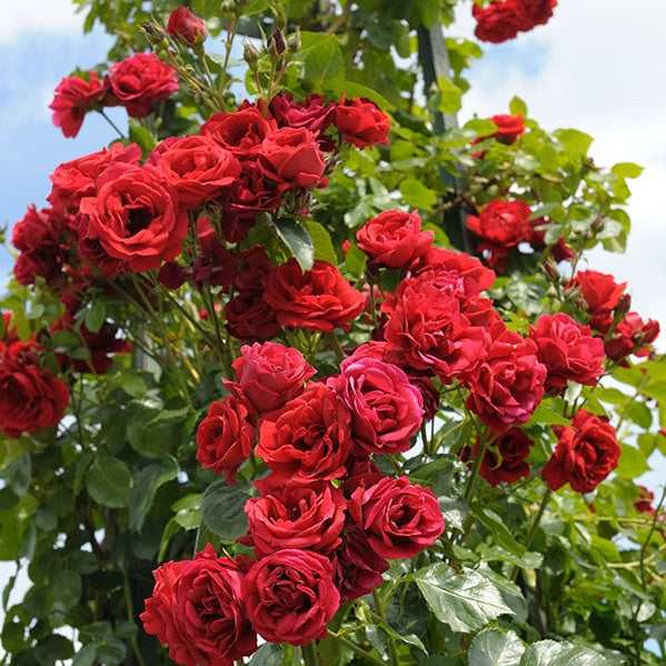 Rosier Sympathie® - Rosa sympathie® - Plantes