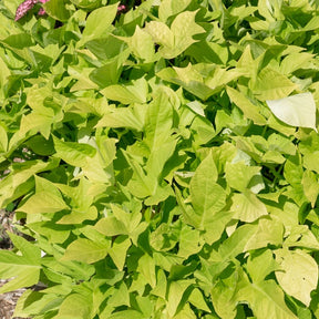 3 Ipomées Sweet Caroline Green - Ipomoea batatas 'sweet caroline green' - Plantes