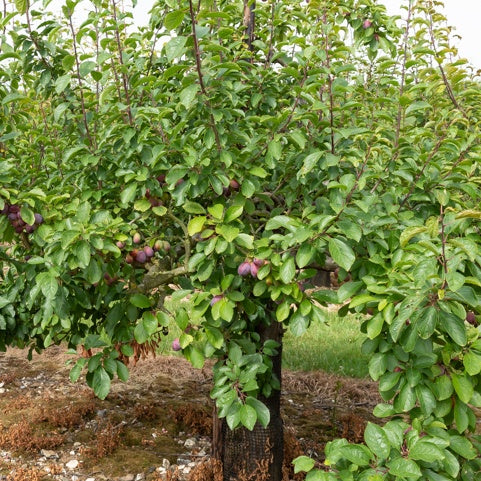 Prunier Stanley - Prunus domestica 'stanley' - Fruitiers Arbres et arbustes