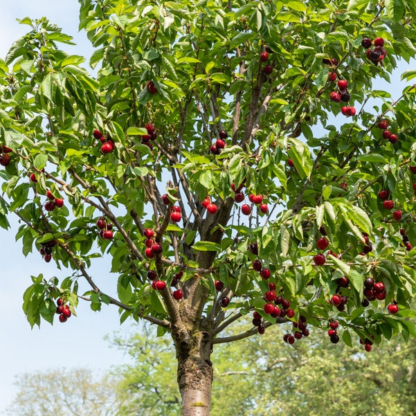 Cerisier Birageau Hedelfingen - Prunus avium 'hedelfingen' - Fruitiers Arbres et arbustes
