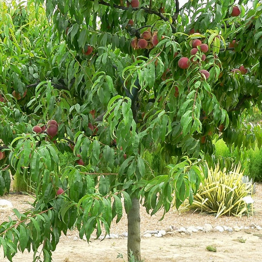 Pêcher Dixired - Prunus persica 'dixi red' - Fruitiers Arbres et arbustes