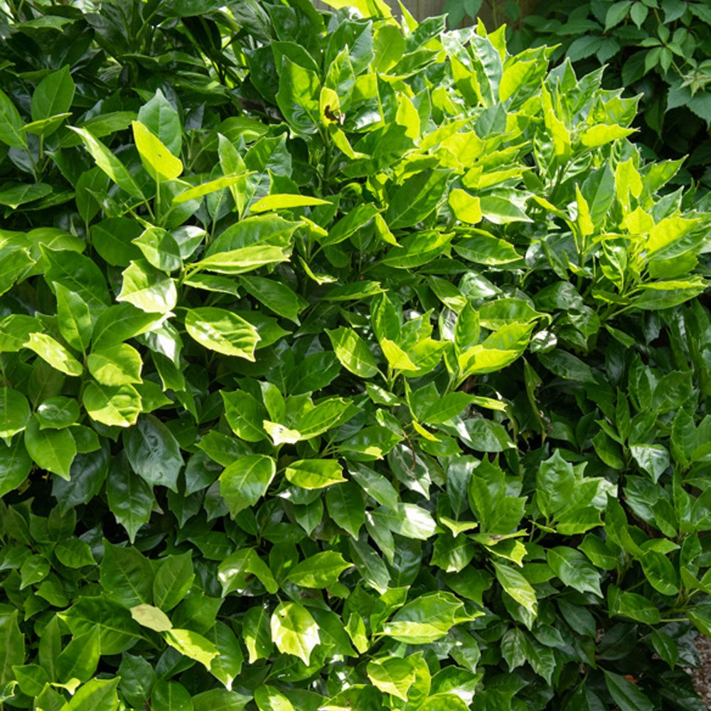 Aucuba du Japon Rozannie - Aucuba japonica 'rozannie' - Plantes