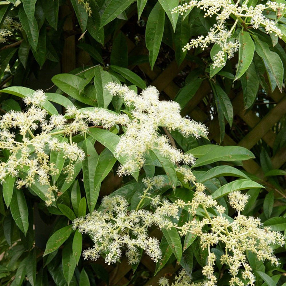 Piléostégia à feuilles de viorne - Pileostegia viburnoides - Plantes grimpantes