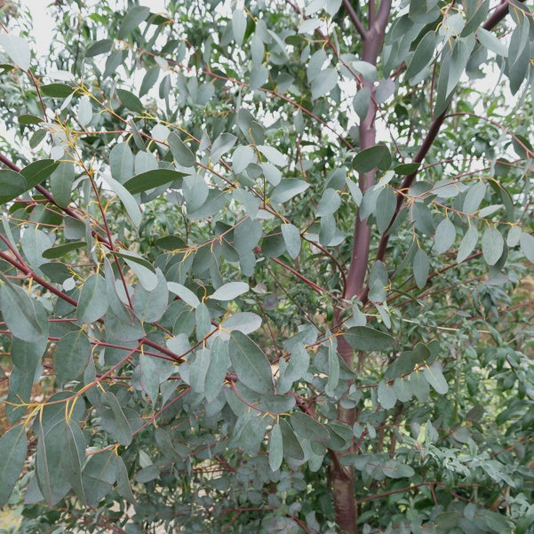 Eucalyptus parviflora - Eucalyptus parviflora - Plantes