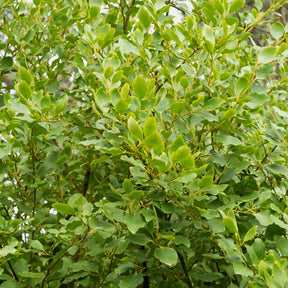 3 Grisélines lucida - Griselinia littoralis 'redge' - Plantes