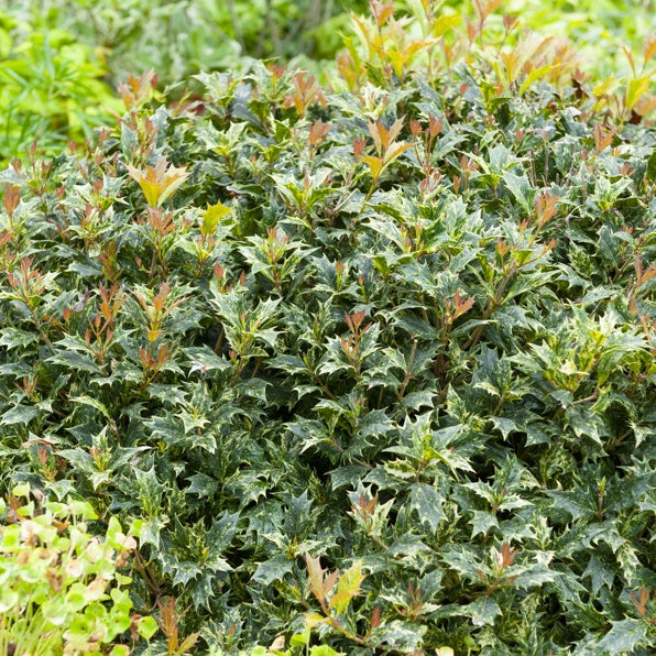 Osmanthe panaché Goshiki - Osmanthus heterophyllus goshiki - Plantes