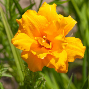 Hémérocalle Condilla - Willemse