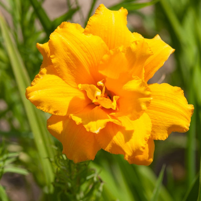 Hémérocalle Condilla - Willemse