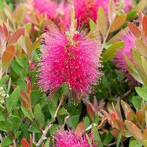 Callistemon Hot Pink - Rince-bouteille rose