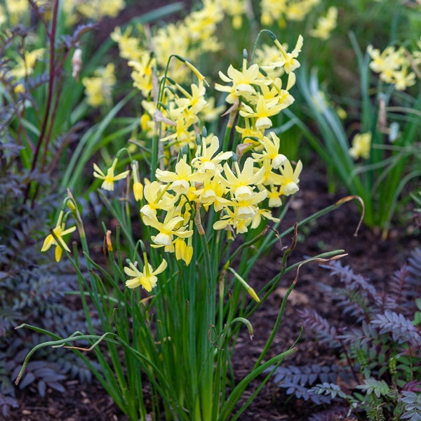 10 Narcisses Hawera - Narcissus 'hawera' - Plantes