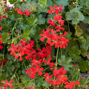 Pelargonium peltatum - Géranium lierre rouge - Géranium de balcon