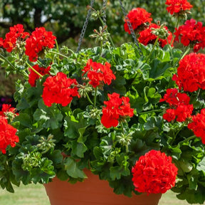 Vente Collection de 6 Géraniums : rouges, blancs, Dark Lilac