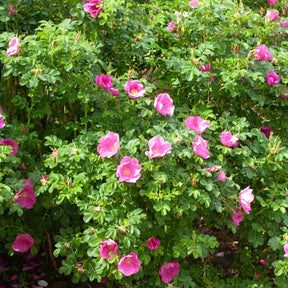 Rosier rugueux rose foncé - Rosa rugosa rubra - Rosiers sauvages