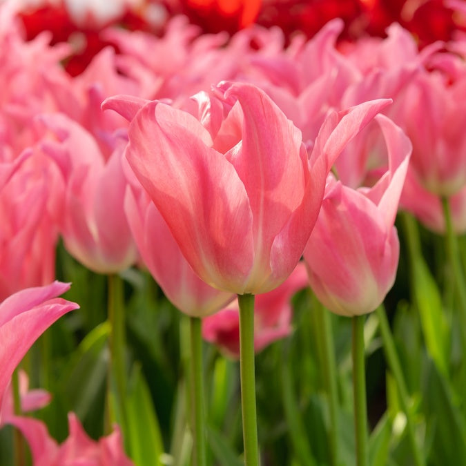 7 Tulipes pretty love - Tulipa pretty love - Plantes
