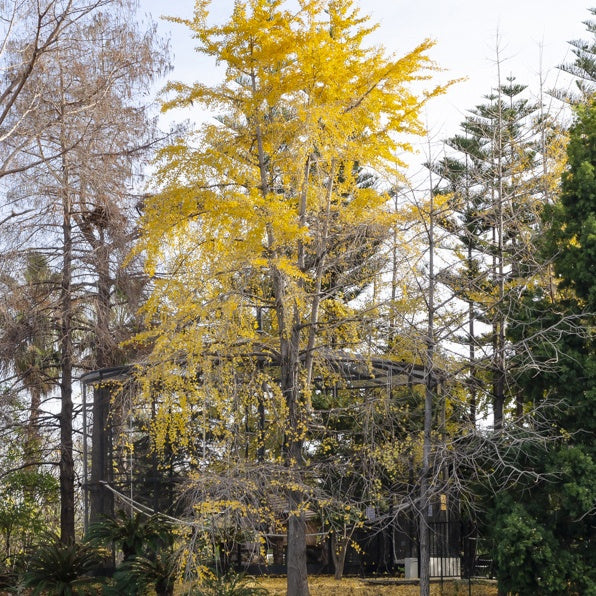Ginkgo biloba Arbre aux quarante écus - Willemse