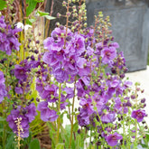 Molène Sugar Plum - Willemse