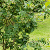 Aronia à fruits noirs - Aronia melanocarpa - Arbustes