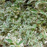 Diervilla sessilifolia Variegata