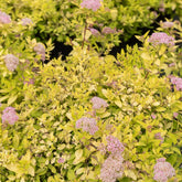 Spirée japonaise Goldmound - Spiraea japonica goldmound - Plantes