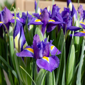 Iris de Hollande Purple Sensation - Willemse