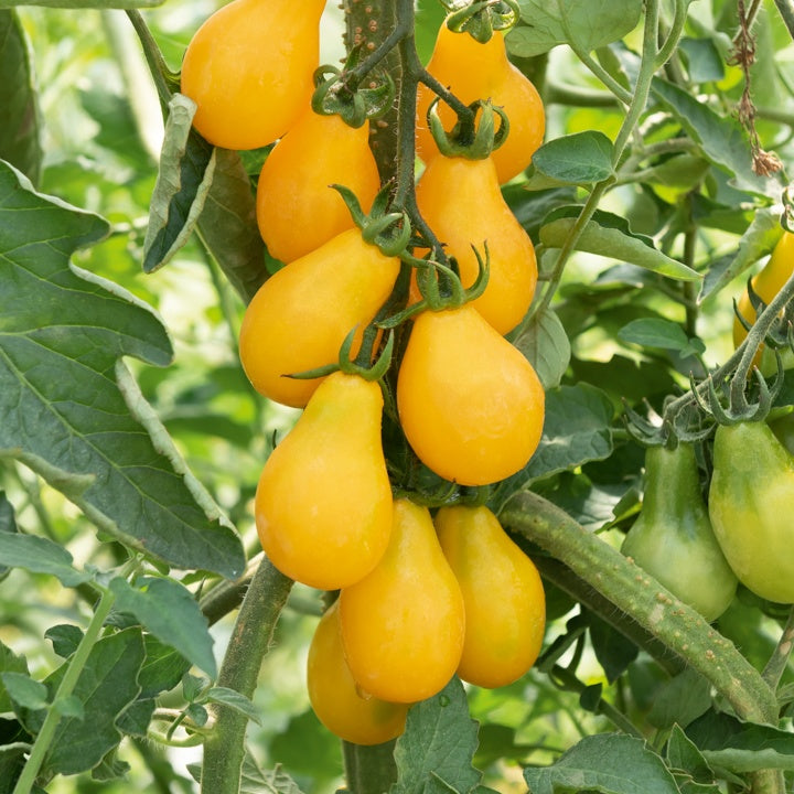 3 Plants de Tomate Cerise Yellow Pearshed