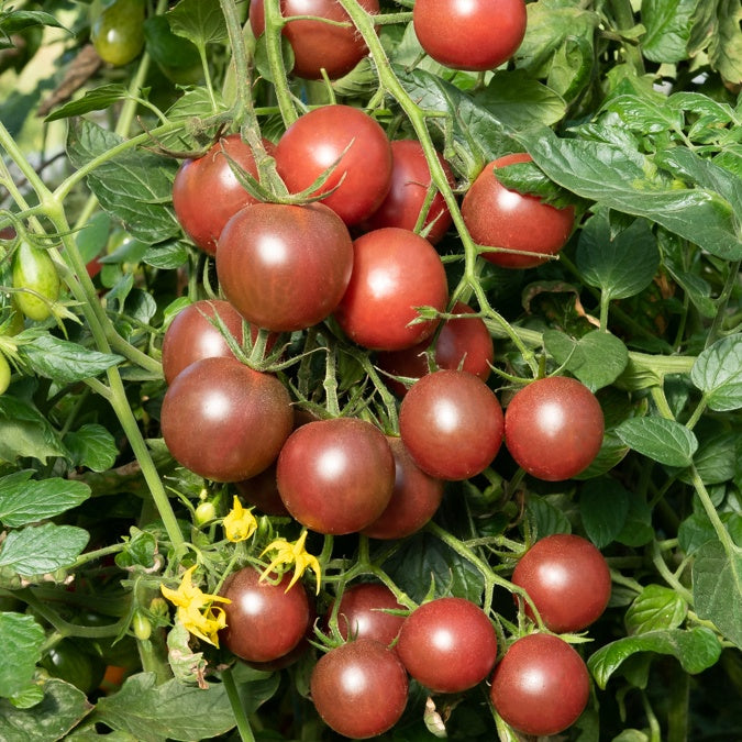 3 Plants de Tomate Cerise Black Cherry