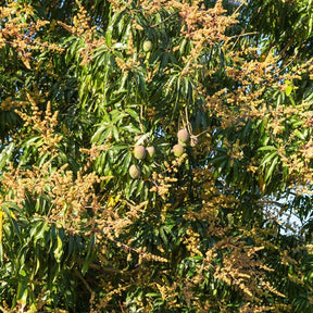 Collection de 3 manguiers (Osteen, Kensington Pride, Tommy Atkins) - Mangifera indica var. osteen / kensington pride / tommy atkins - Collections de fruitiers