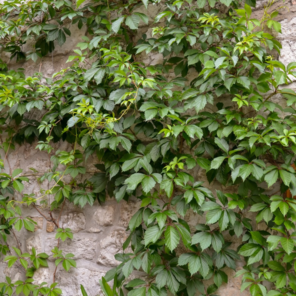 Vigne vierge - Parthenocissus tricuspidata veitchii - Plantes grimpantes