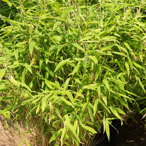 Bambou non-traçant - Fargesia rufa - Plantes