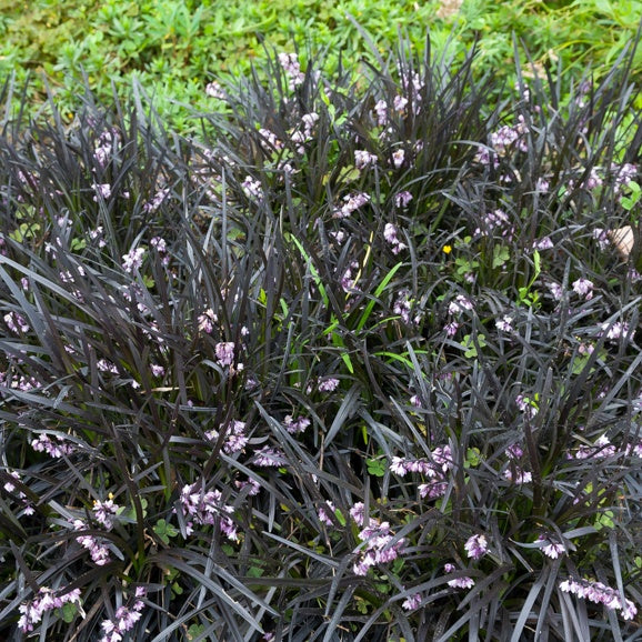 Ophiopogon noir Niger - Ophiopogon planiscapus Niger - Plantes