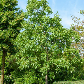 Noyer Commun - Juglans regia - Willemse