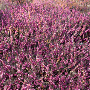Erica darleyensis Kramer's Rote - Bruyère d'hiver Kramer's Rote - Bruyère d'hiver