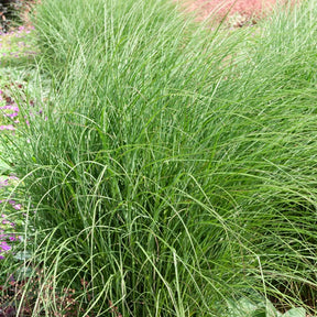 Eulalie Yaku Jima - Miscanthus sinensis Yaku Jima - Willemse