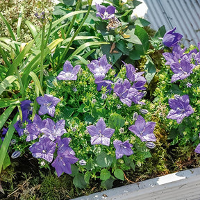 Campanule des Carpates - Willemse