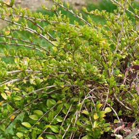 Chèvrefeuille à feuilles de buis Maigruen - Lonicera nitida 'maigruen'