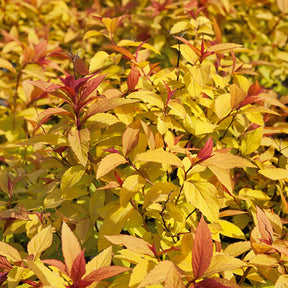 Spirée du Japon Goldflame - Spiraea japonica goldflame - Willemse