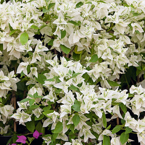 Bougainvillier Blanc - Bougainvillea white - Plantes