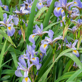 Iris versicolore  - Iris versicolor - Plantes vivaces
