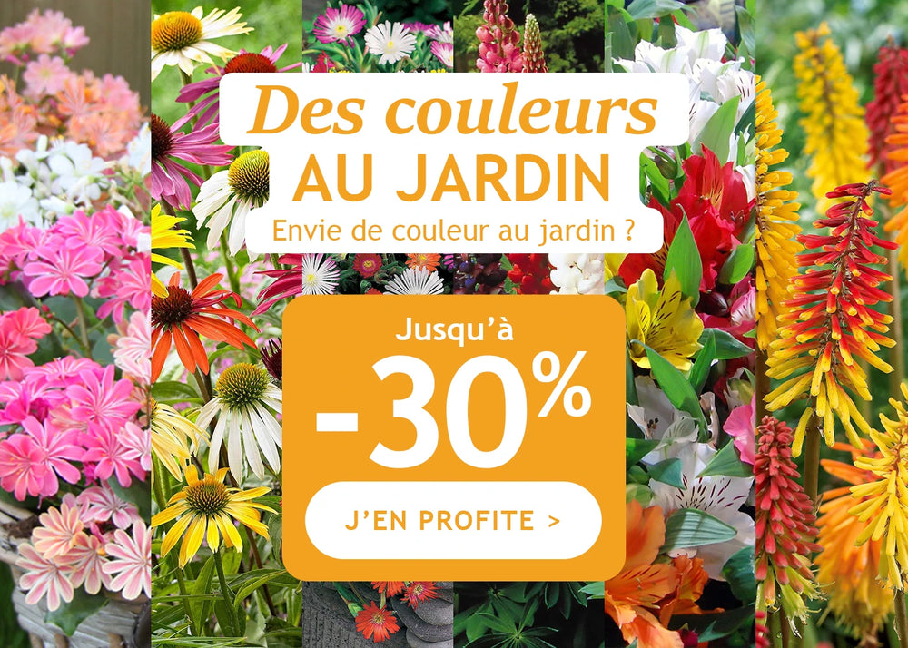 Des couleurs au jardin jusqu’à -30% de remise !