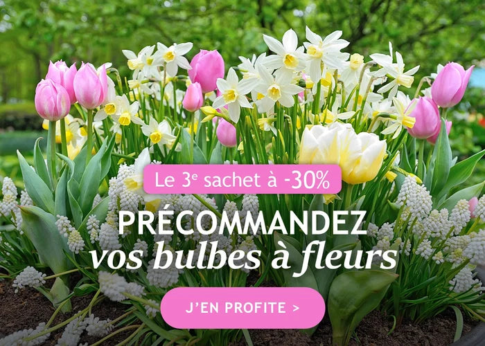 Précommande de bulbes d’automne : le 3ème à -30% !