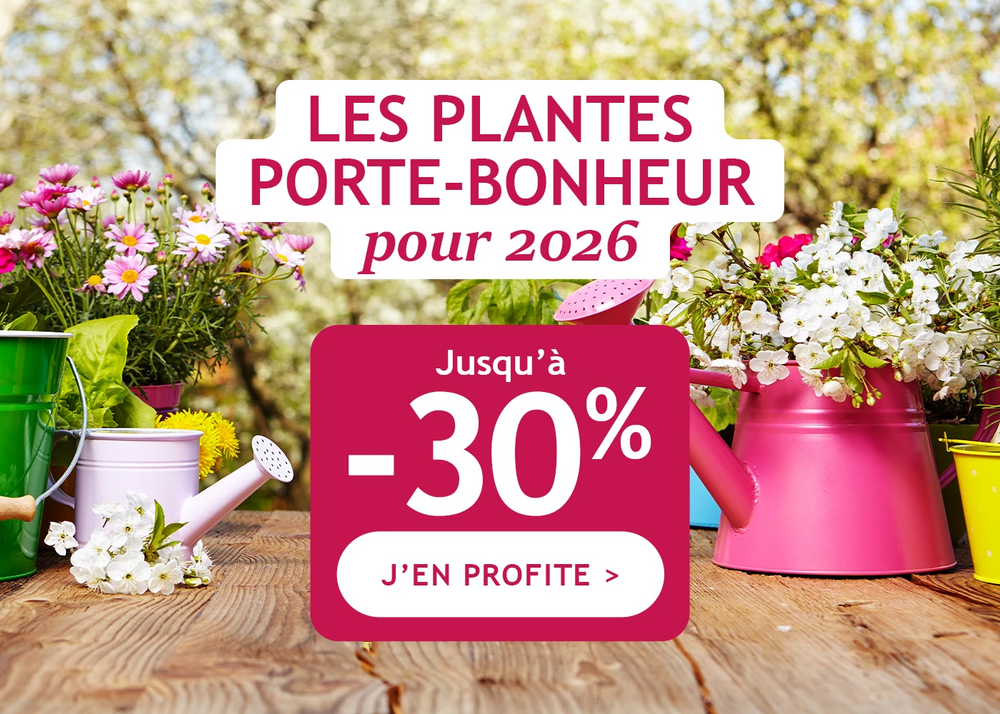 Les plantes porte-bonheur jusqu'à -30%M de remise 