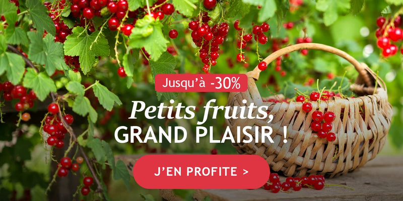Petits fruits, grand plaisir : jusqu'à -30% !