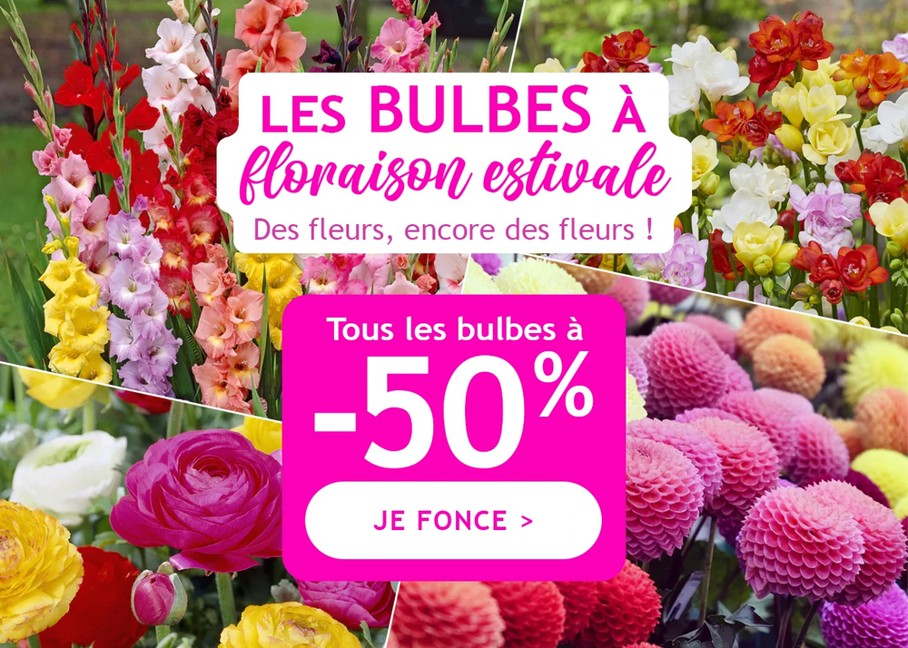 -50% de remise automatique sur tous les bulbes à floraison estivale !