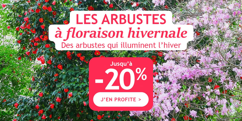 Les arbustes à floraison hivernales jusqu' à -20% 