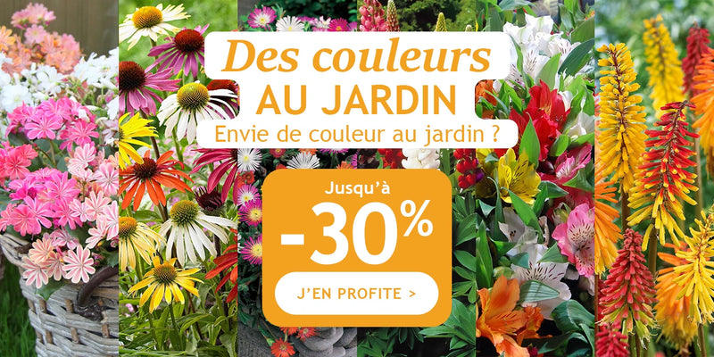 Des couleurs au jardin jusqu’à -30% de remise !