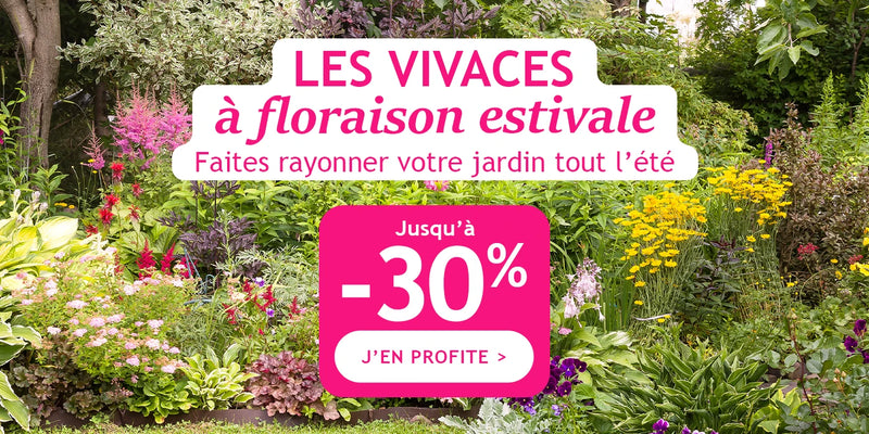 Jusqu'à -30% : vivaces à floraison estivale