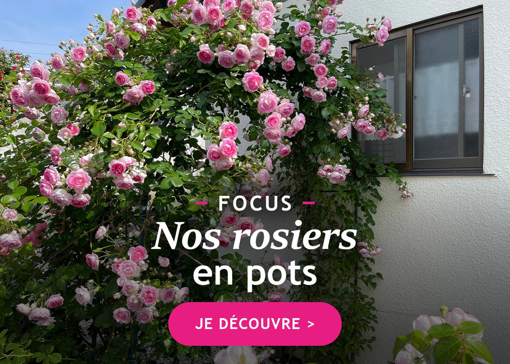 Focus sur les rosiers en pot !
