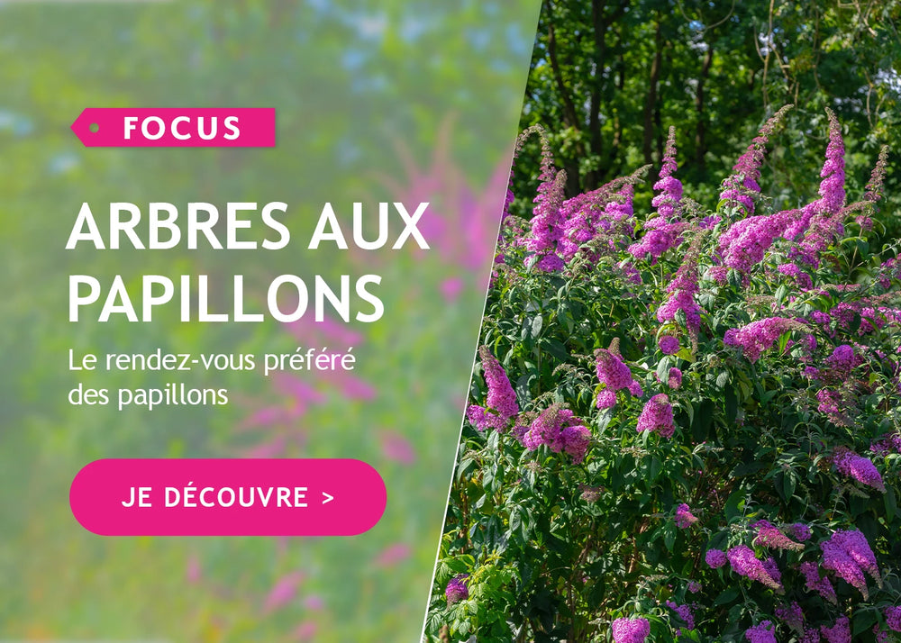 Focus arbres aux papillons